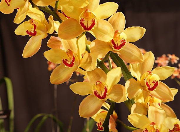 Orchid -Yellow Cymbidium stock photo