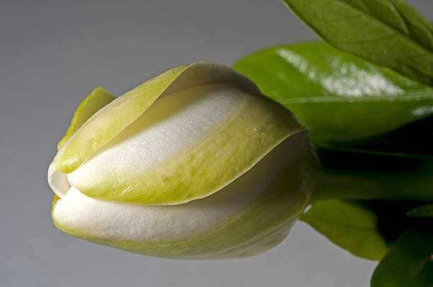 Gardenia Bud stock photo