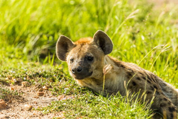 istock spotted hyena stay in the trenches 924058490