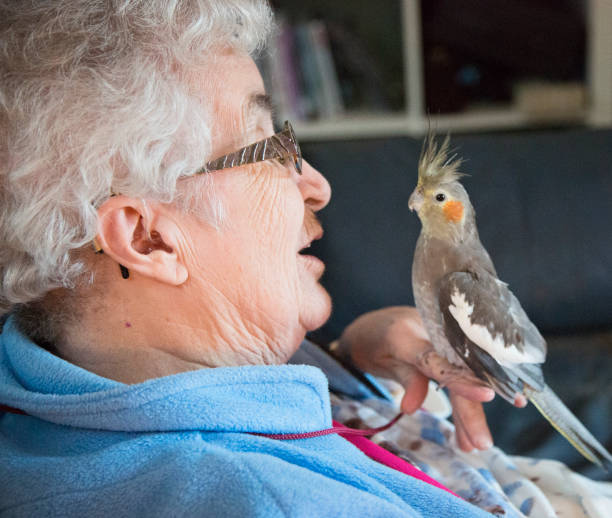 Aging woman enjoys a close up encounter with pet cockatiel