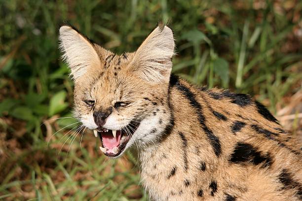 Serval Wild Cat stock photo