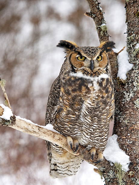 istock Full body Great Horned Owl 92406318