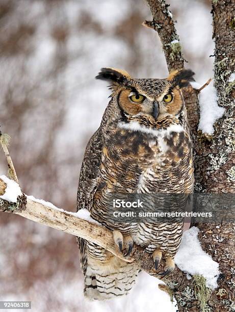 Pleno Corpo Bufo Da Virgínia - Fotografias de stock e mais imagens de Bufo da Virgínia - Bufo da Virgínia, Inverno, Neve