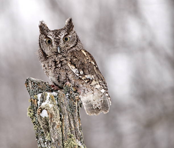 gray mocho-de-orelhas americano - night perching owl imagens e fotografias de stock