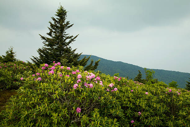 istock Rhododendron, Round Bald, TN-NC 92406375