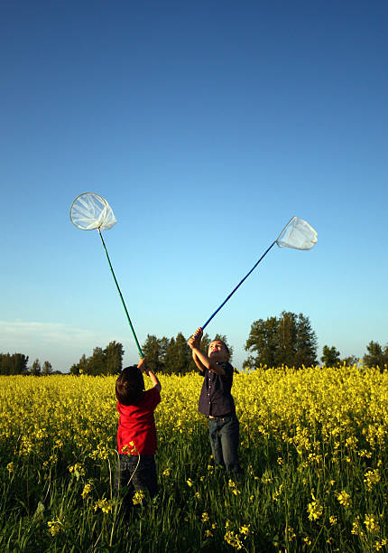 bate borboletas - mustard plant mustard field clear sky sky - fotografias e filmes do acervo