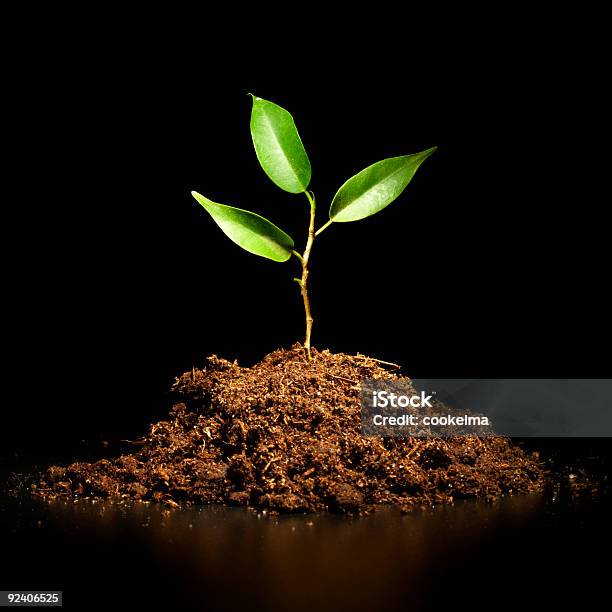 Young Sprout On A Black Background Stock Photo - Download Image Now - Botany, Bud, Color Image