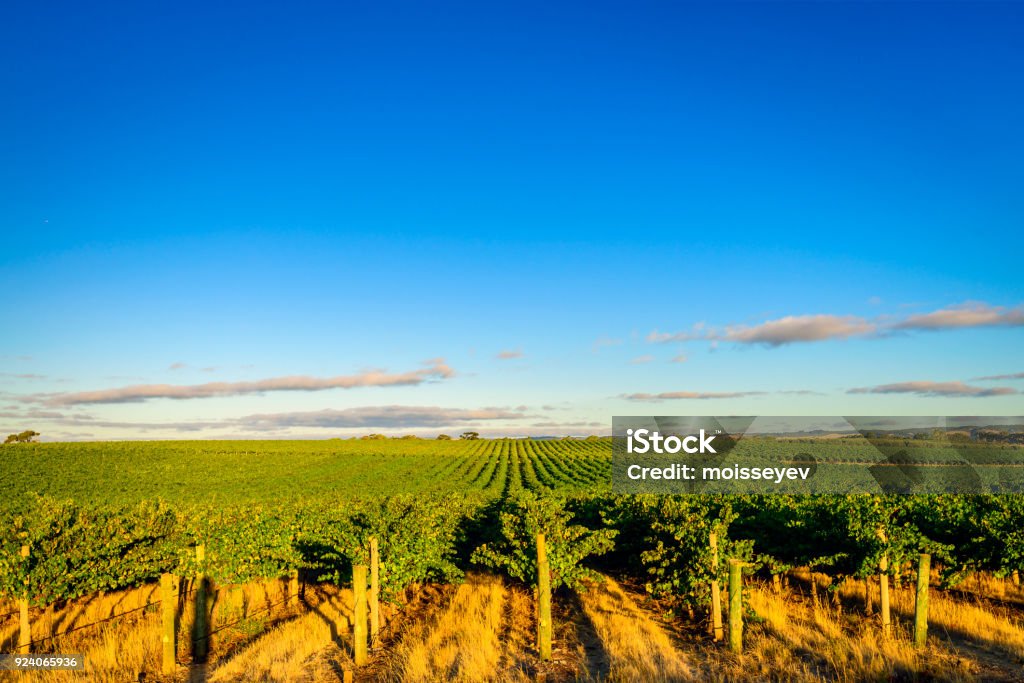 Vignobles de la vallée de McLaren au coucher du soleil - Photo de Australie libre de droits