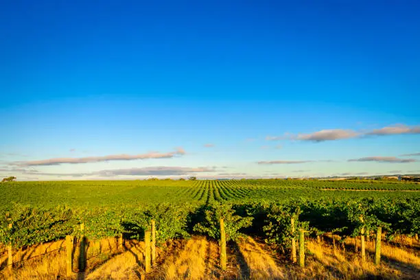 McLaren valley vineyards at sunset, South Australia