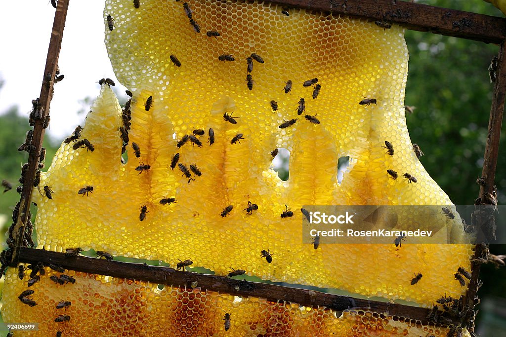 Bee panal - Foto de stock de Abeja libre de derechos