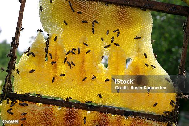 Bee Panal Foto de stock y más banco de imágenes de Abeja - Abeja, Alimento, Amarillo - Color