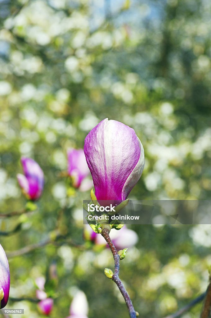 magnolia fiori viola - Foto stock royalty-free di Albero