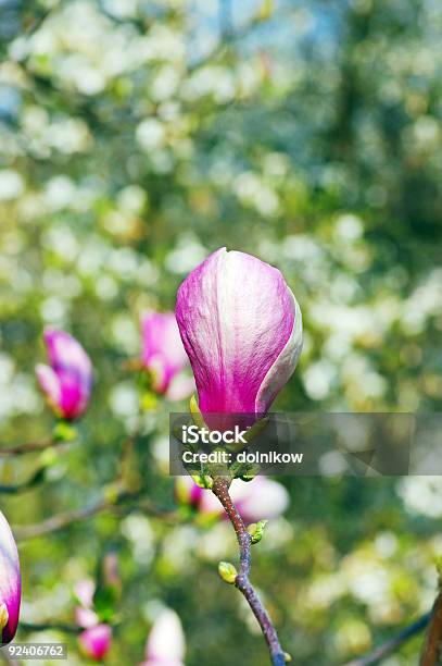 Magnolia Fiori Viola - Fotografie stock e altre immagini di Albero - Albero, Ambientazione esterna, Bellezza naturale