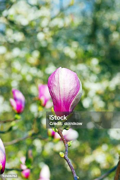 Foto de Flores Roxas Magnolia e mais fotos de stock de Beleza natural - Natureza - Beleza natural - Natureza, Botânica - Assunto, Branco