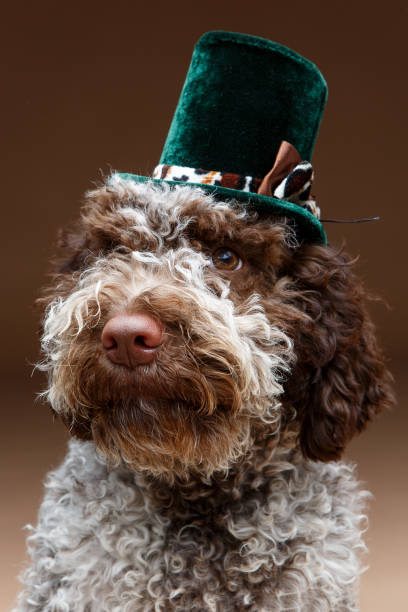 istock beautiful brown fluffy puppy 924068322