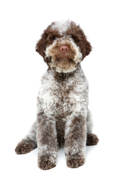 istock beautiful brown fluffy puppy 924068712