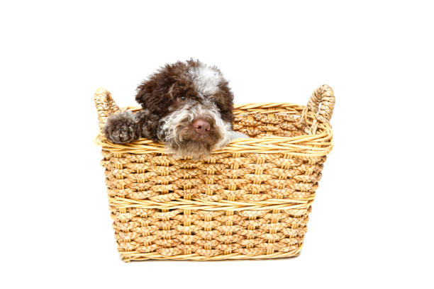 istock beautiful brown fluffy puppy 924068754