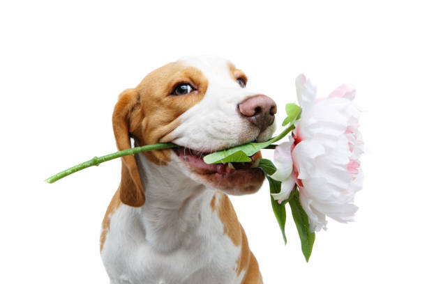 beautiful beagle dog with flower beautiful beagle dog girl holding peony flower isolated on white background. studio shot. copy space. nose flower stock pictures, royalty-free photos & images
