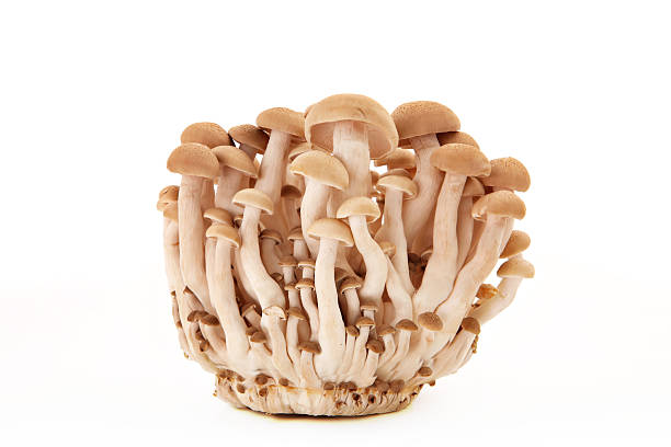 istock Clump of chinese mushrooms 92406912