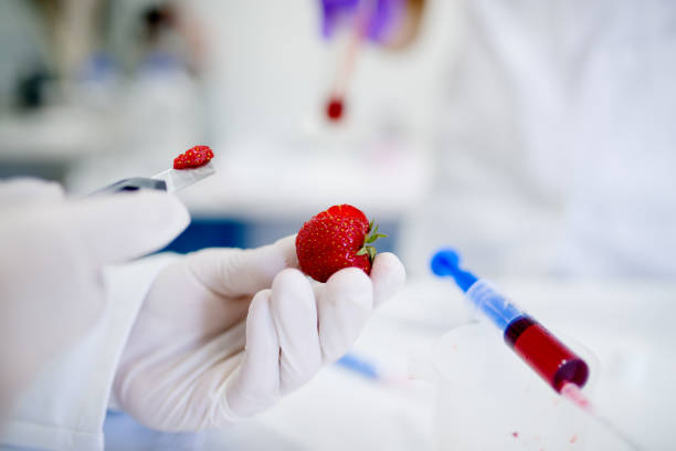 doctor holding a strawberrie piece in his hands. doing a research on gmo fruit. testing strawberries chemical specifications. - injecting healthy eating laboratory dna imagens e fotografias de stock