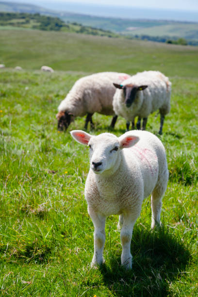 istock English rural landscape with grazing lamb and sheep 924069998