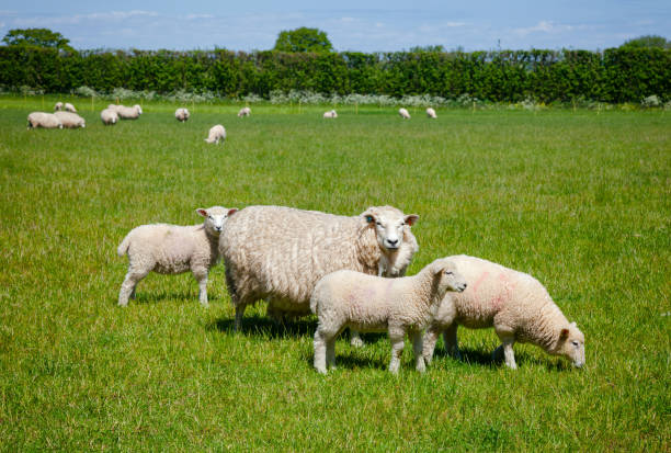 english rural landscape with grazing lamb and sheep - lamb young animal sheep livestock imagens e fotografias de stock