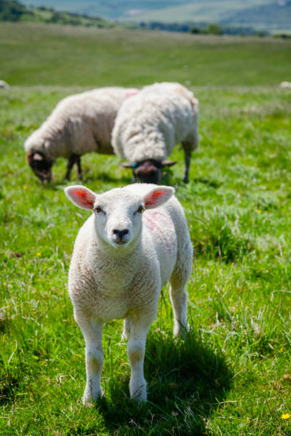 english rural landscape with grazing lamb and sheep - lamb young animal sheep livestock imagens e fotografias de stock