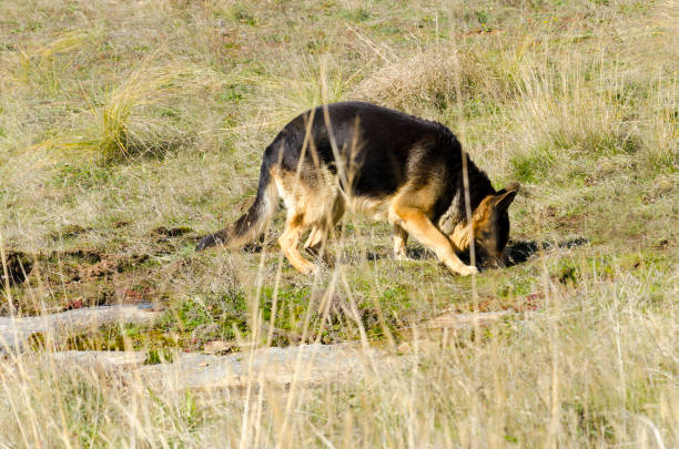 perro de policía alemán sheppard olfatear buscando fraude fuera en hierba seca - german sheppard fotografías e imágenes de stock