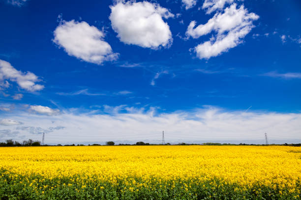 istock Summer oilseed rape field Kent Southern England UK 924072524
