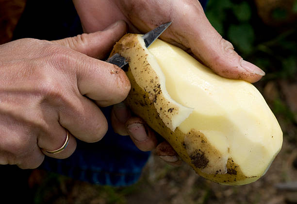mann peeling kartoffel - entsättigt stock-fotos und bilder