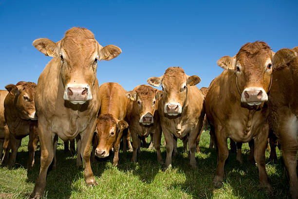 istock A large heard of cows looking at the camera 92407367