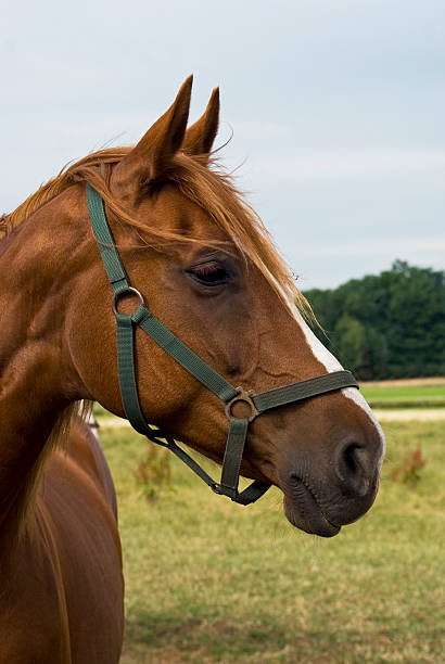 istock Portrait of a horse. 92407441