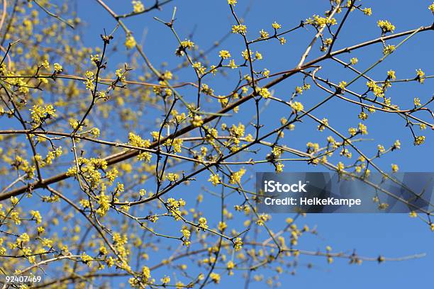 コーネルチェリーツリーcornus Ma - カラー画像のストックフォトや画像を多数ご用意 - カラー画像, 人物なし, 写真