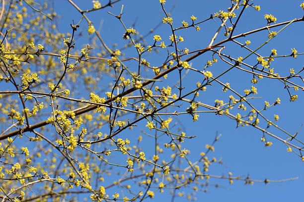 Cornel cherry tree (Cornus mas) stock photo