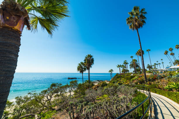 istock Palm trees by the sea in Laguna Beach 924075426