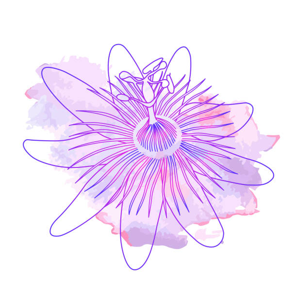 Isolated hand drawn purple outline flower of passionflower, passiflora on pink violet watercolor spot. Print of curve lines. Isolated hand drawn purple outline flower of passionflower, passiflora on pink violet watercolor spot. Print of curve lines passion flower stock illustrations