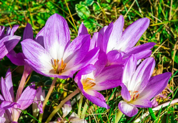 Photo of autumn flowers Colchicum