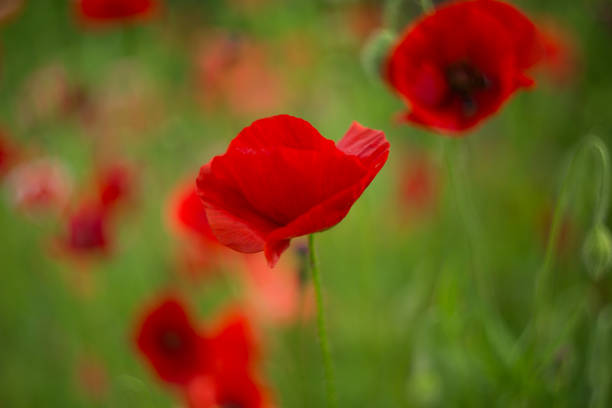 istock Blossoming red poppies watercolor photo. Soft selective focus. 924077958