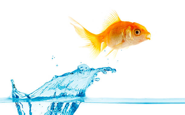 istock gold small fish jumps out of water 92407952