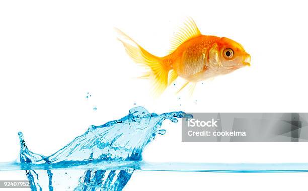 Ouro Pequeno Peixe Salta Para Fora De Água - Fotografias de stock e mais imagens de Animal de Estimação - Animal de Estimação, Atividade, Chapinhar