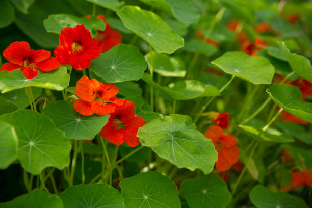 Nasturtium clear day close-up