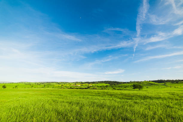 istock Blue sky over a green field in the springtime 924080712