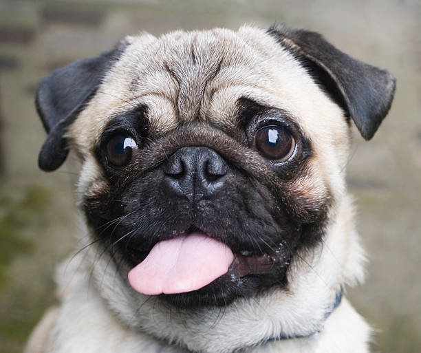 istock Cute pug with tongue out on a blurred background 92408179