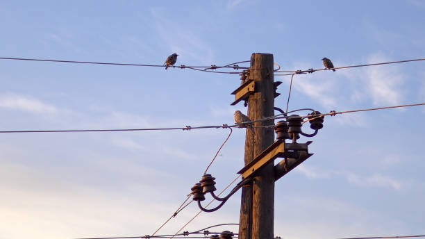 istock Flycatcher (Muscicapa striata) birds on post with electrical wires against blue sky at sunrise 924083446