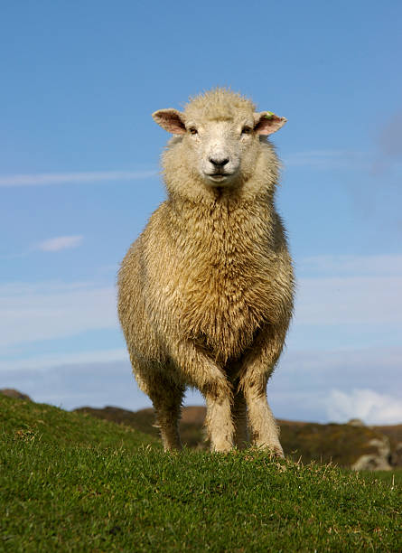 Sheep 3221 stock photo