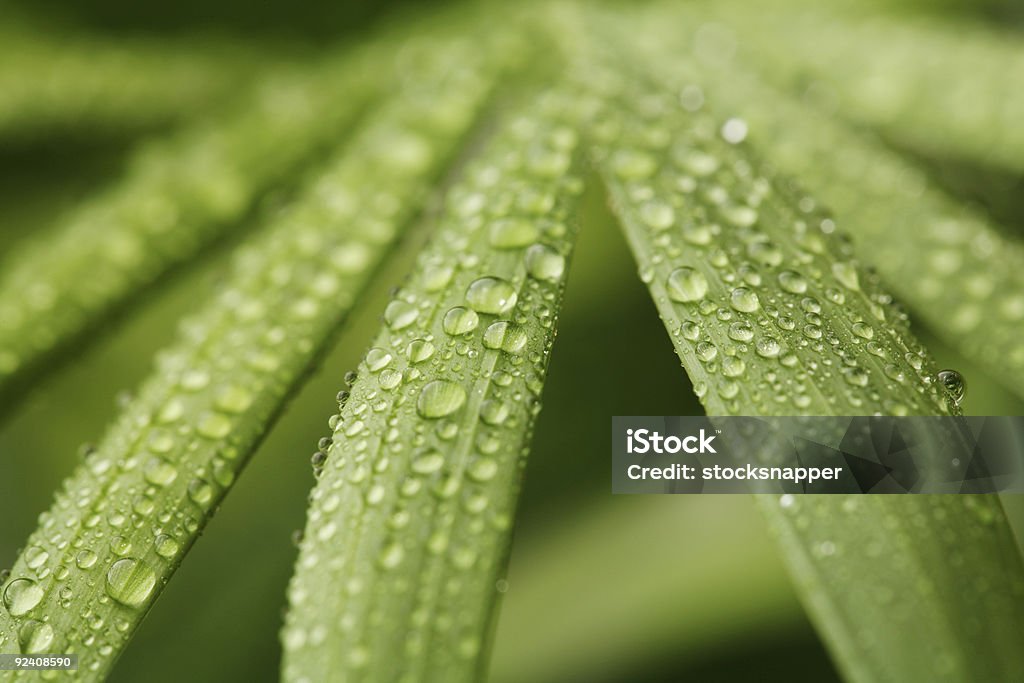 Tropfen auf leafs - Lizenzfrei Anzünden Stock-Foto