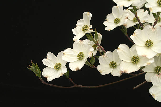 Asiatisch inspirierte dogwood – Foto