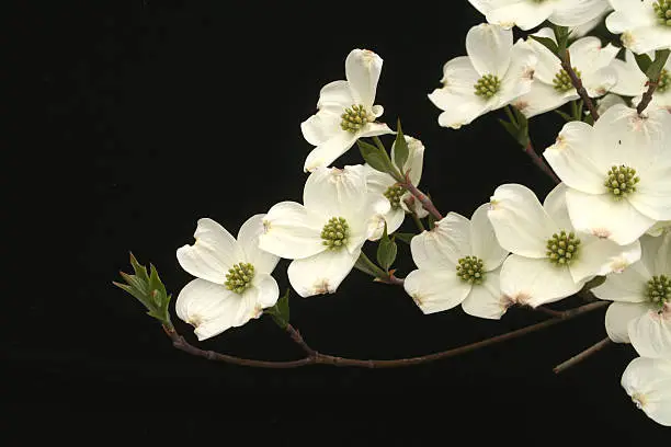 Photo of Asian inspired dogwood