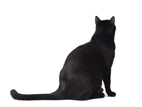 Beautiful black cat sitting on white background, isolated on white.