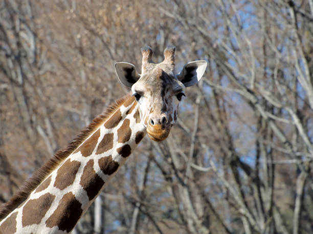 istock Appearance of lovely giraffe 924087558